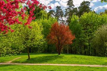 trees in spring colors with flowers