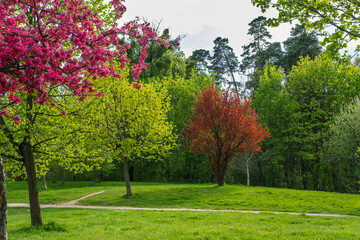 trees with beautiful spring flowers