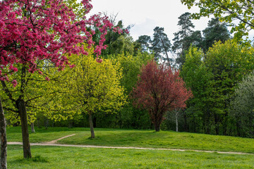 Fototapeta na wymiar trees in spring colors with flowers
