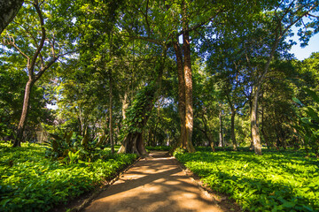 Beautiful view of Rio de Janeiro botanical garden