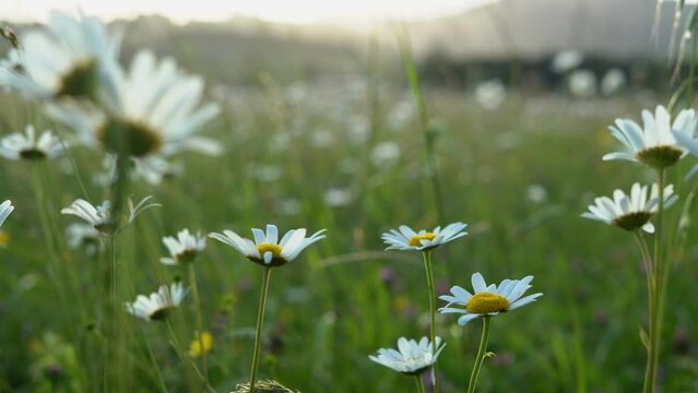 floraci&oacute;n del campo en primavera visualizando rayos de sol en el horizonte con colores dominantes verde blanco amarillo y lila video 4k