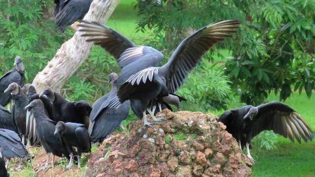 A flock of black vultures also known as carrion crows (Coragyps atratus) spreading their wings and vying for the best place among themselves. Bald birds that clean the environment.