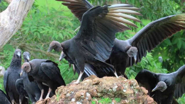 A flock of black vultures also known as carrion crows (Coragyps atratus) spreading their wings and vying for the best place among themselves. Bald birds that clean the environment.