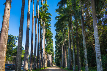 View of a beautiful pathway of palm trees at Rio de Janeiro Botanical Garden
