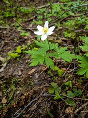 A lonely wood anemone flower in a forest clearing in early spring. A white windflower with six petals.