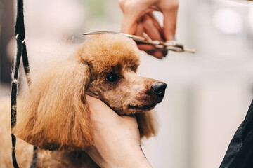 Poodle haircut. The master performs work in the grooming salon.