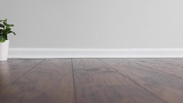 Sliding in front of small plant pot placed on laminated floor of empty room with baseboard and white wall.