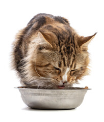 Cute maine coon cat eating