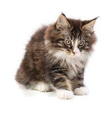 Cute maine coon kitten sitting