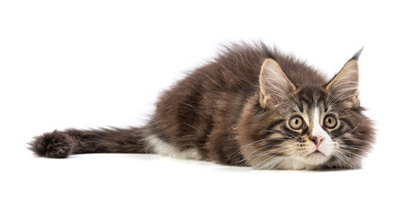 Obraz premium Cute maine coon kitten lying down in hunting position