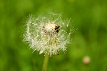 dandelion seed head