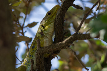 chameleon on tree