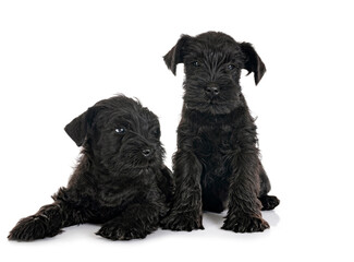 black miniature schnauzers in studio