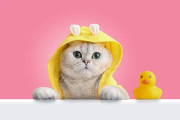 Fototapeten A funny white cat in a yellow coat looks out of a white shell, a yellow rubber duck stands nearby, on a pink background. © Natasha 