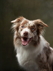 the dog with open mouth. expressive marble Border Collie. funny pet in studio on green 