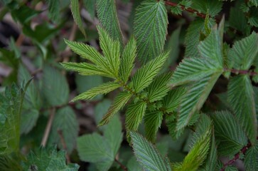 textured natural background of nettles, beautiful leaves of the plant