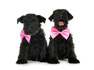 black miniature schnauzers in studio