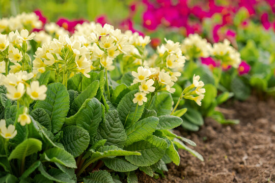 Easter concept. Primrose Primula with yellow flowers in flowerbed in spring time. Inspirational natural floral spring or summer blooming garden or park. Hello spring