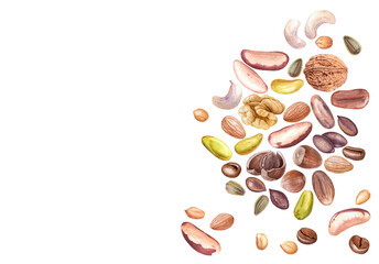 Watercolor nuts, seeds, beans isolated on white background. Cashew, walnuts, peanuts, hazelnuts, pistachios, coffee, cocoa beans etc.