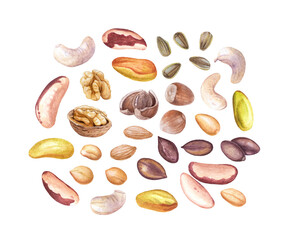 Watercolor nuts, beans, seeds isolated on white background. Walnuts, cashew, peanuts, pistachios, hazelnuts, sunflower seeds etc.