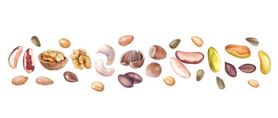 Watercolor nuts, seeds isolated on white background. Walnuts, hazelnuts, cashew, Brazil nuts, sunflower seeds, peanuts etc.
