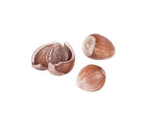 Watercolor hazelnuts isolated on white background.