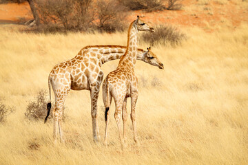 Giraffes in the Kalahari Desert. Namibia.