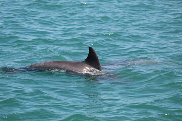 Fototapeta premium Dolphin swimming in the ocean