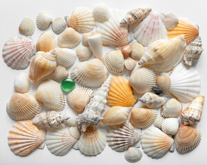 Collection of different seashells. Marine background