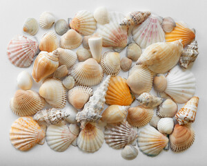 Collection of different seashells. Marine background