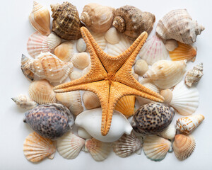 Collection of different seashells. Marine background