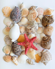 Collection of different seashells. Marine background