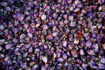 Floral textured background. Bud of dried flowers.