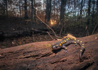 Spotted salamander macro wide angle portrait in woods at sunset 