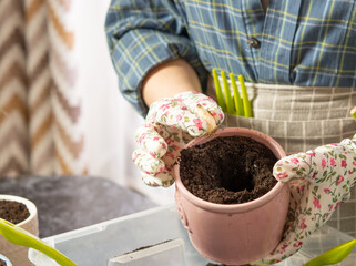 girl planting bulbous flowers at home. Gardening, growing flowers at home.