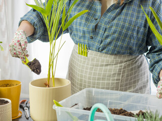 a beautiful girl florist transplants home plants into new pots, a girl takes care of plants, a...