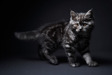 Cute predator. Adorable scottish black tabby kitten on black background.