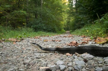 Black gray rat snake crossing gravel road
