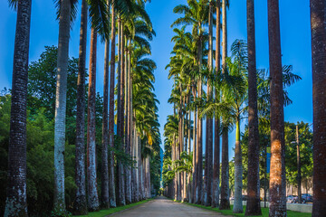 View of a beautiful pathway of palm trees at Rio de Janeiro Botanical Garden