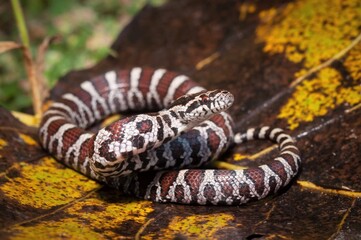 Juvenile Eastern Milk snake macro portrait 