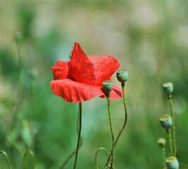 red poppy in the field