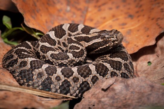 Young Eastern Massasauga Rattlesnake macro portrait  - Powered by Adobe