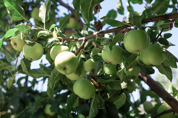 Golden Delicious Apples Growing on the Branches . Crop of apples 