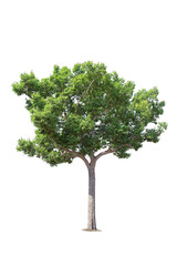 Fototapeta premium Isolated trees on white background. tropical tree in the northeast of Thailand, used for design, advertising and architecture
