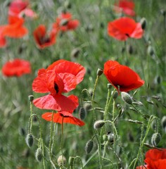 Fototapeta premium red poppy flower