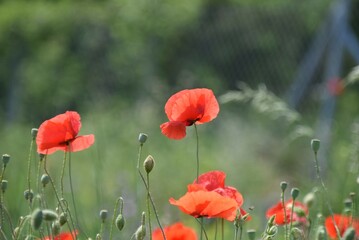 poppies in the field