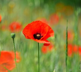 red poppy flower