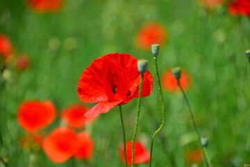 Obraz premium red poppy flower