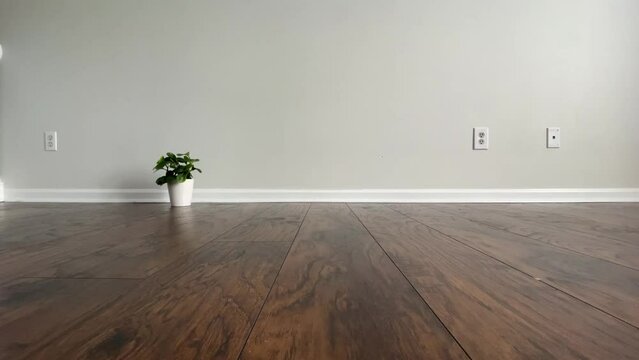 Empty room with a wall with electric outlets and baseboard. Single potted plant placed on the floor. Footage can be used as a background for virtual furniture or decor.