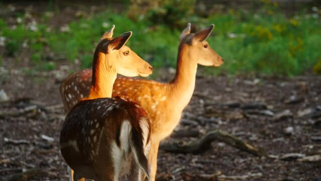 Female fallow deer in natural environment. Deer Dama dama. Vision Park in Auberive region, France. Slow motion